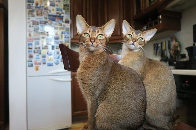 How Much Do Abyssinian Cats and Kittens Cost