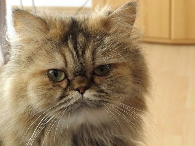 How Much Do Persian Cats Cost