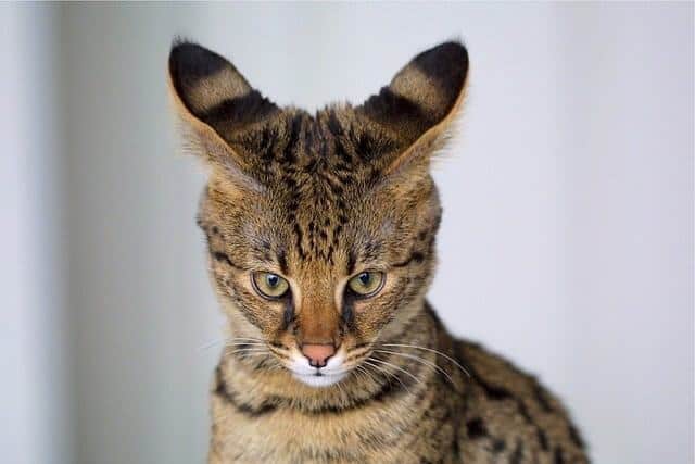 How Much Do Savannah Kittens and Cats Cost