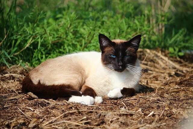 How Much Do Siamese Cats Cost