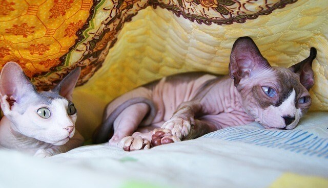 How Much Do Sphynx Cats Cost