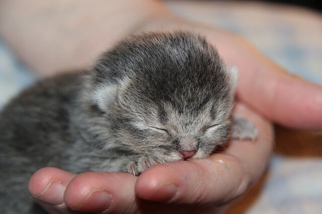 How Much Does a Munchkin Cat or Kitten Cost