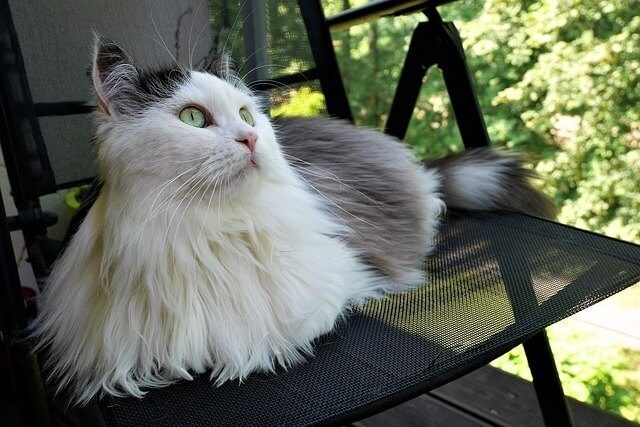 How Much Does a Siberian Cat or Kitten Cost