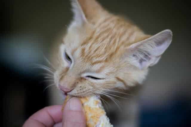 How Much Tilapia Can a Cat Eat