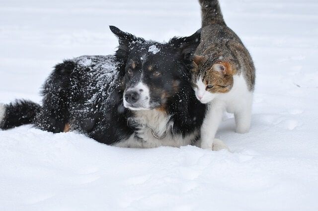 How to Keep a Stray Cat Warm Outside in Winter