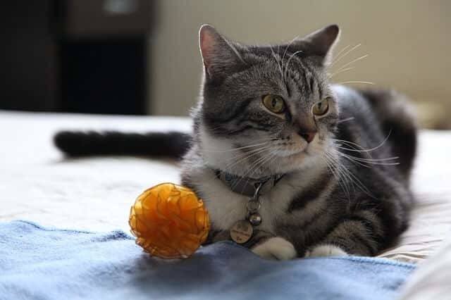 How to Stop You Cat Meowing and Carrying Their Toys