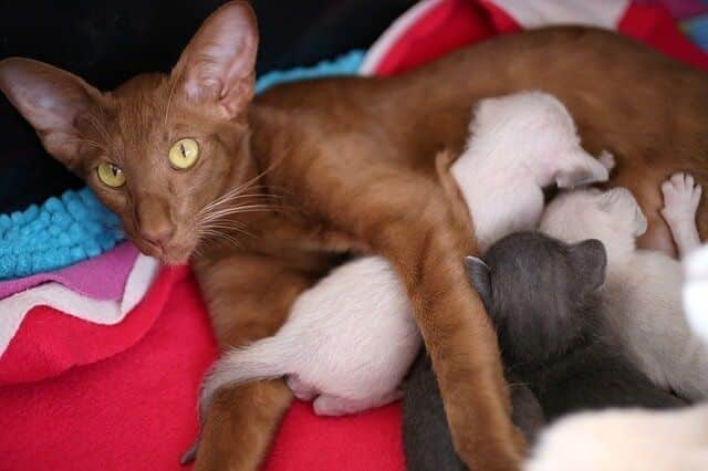 How to Tell If Your Cat Is Pregnant 5 Physical & Emotional Signs