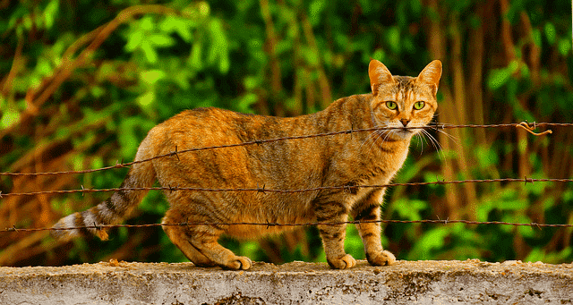 I Think My Cat Is Pregnant - What Should I Do