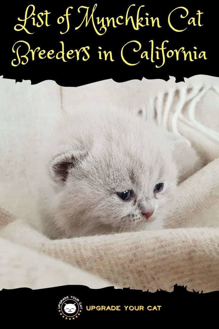 Munchkin Cat Breeders in California