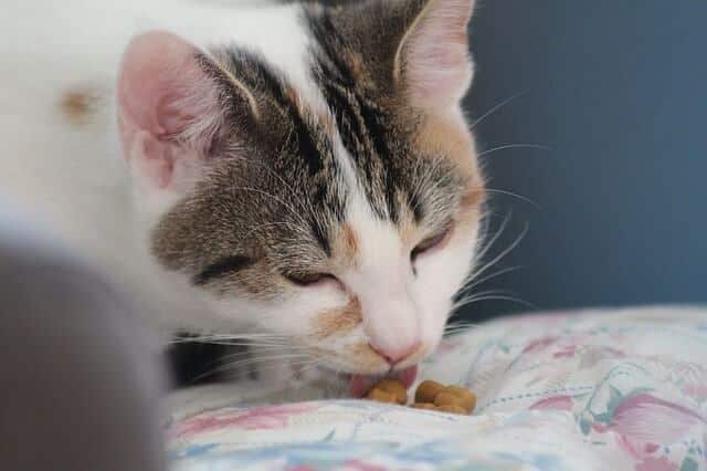 My cat ate goldfish crackers is it ok for them to eat them