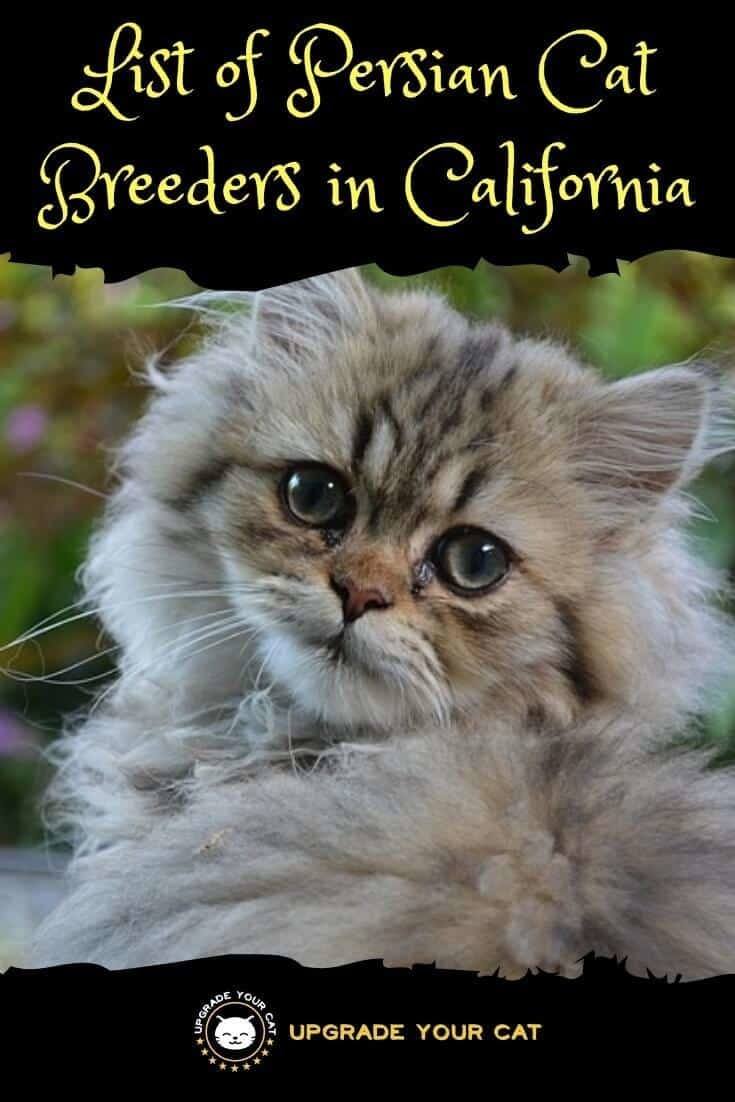 Persian Cat Breeders in California