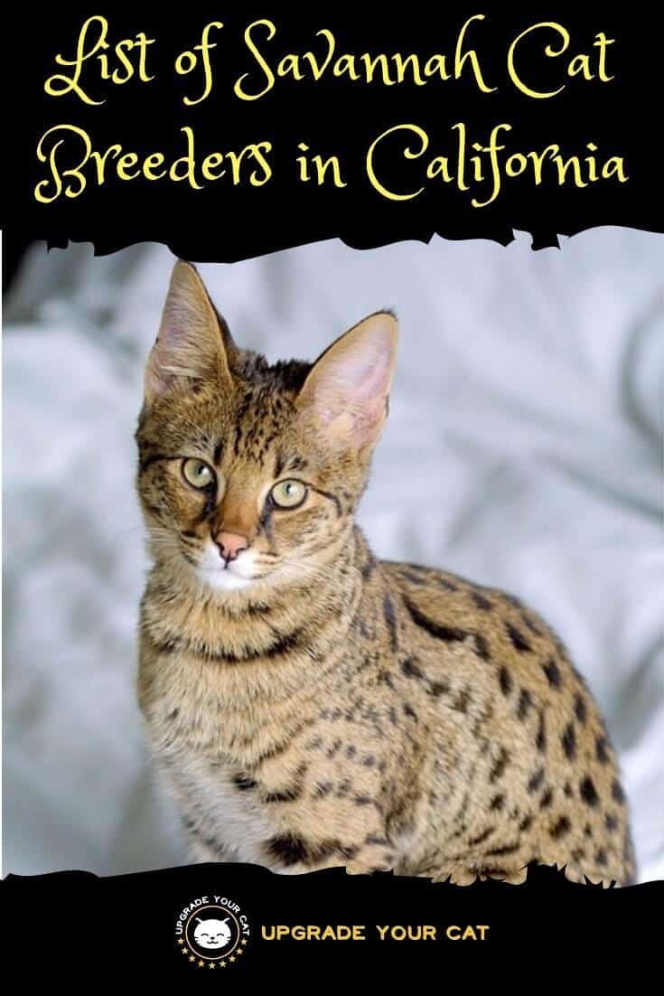 Savannah Cat Breeders in California