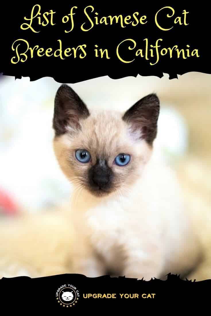 Siamese Cat Breeders in California