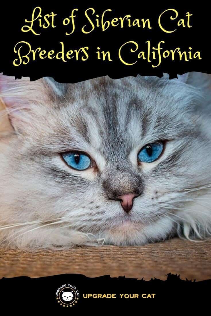 Siberian Cat Breeders in California