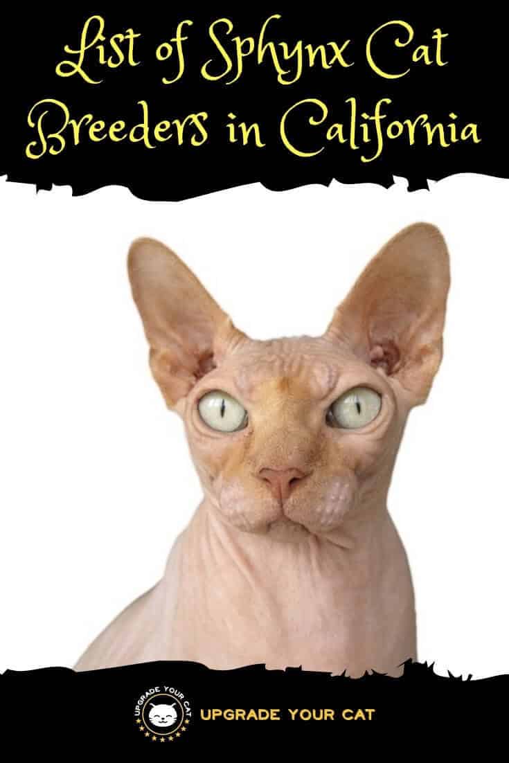 Sphynx Cat Breeders in California