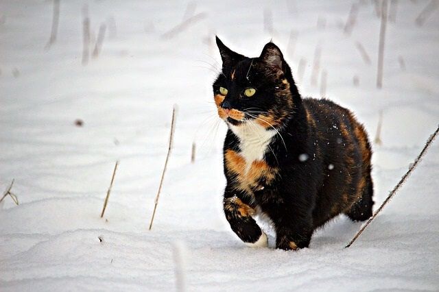 Where Do Feral Cats Go in the Winter