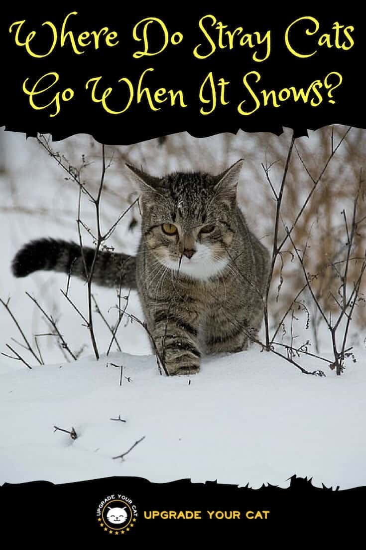 Where Do Stray Cats Go When It Snows