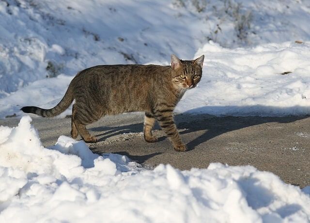 Where do feral cats hide or go when it is snowing