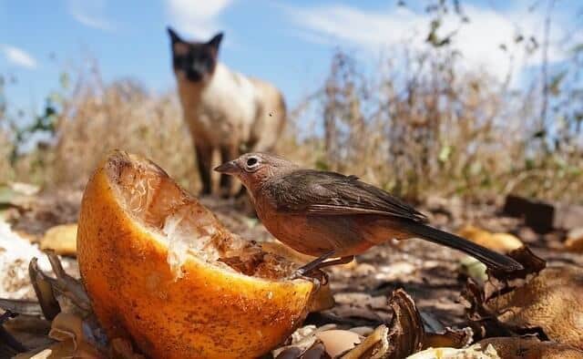 Why Do Cats Attack Birds