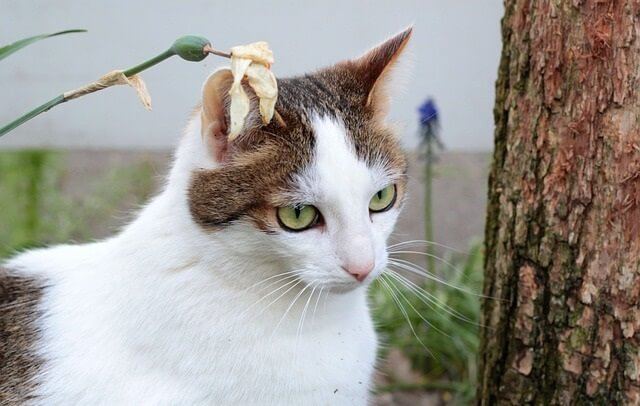 Why Do Cats Chase Dragonflies
