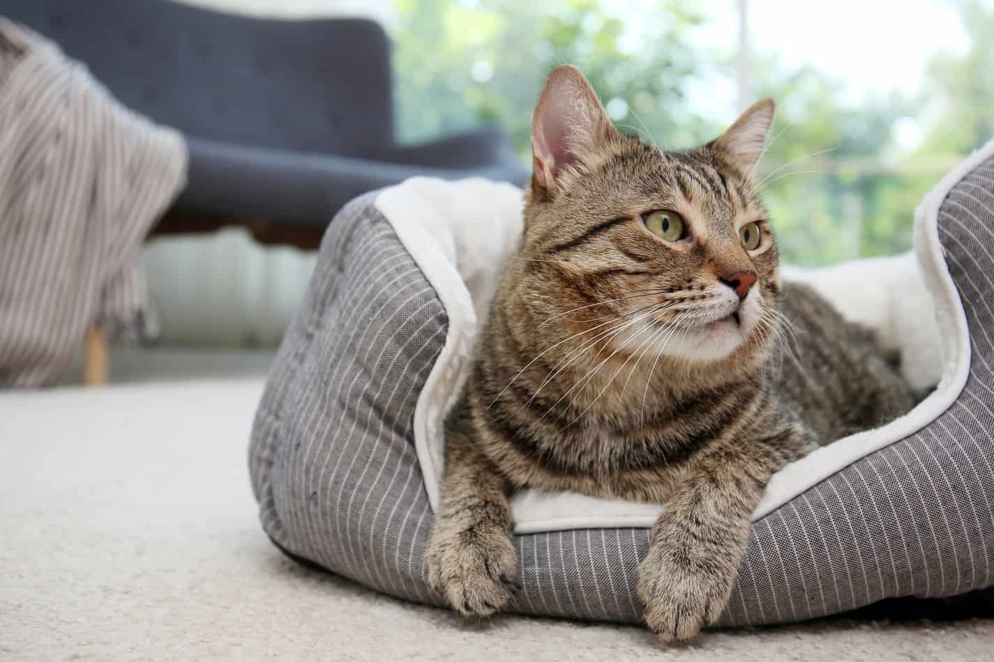 best cat bed for older cats