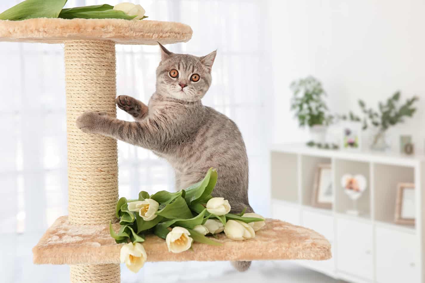 best cat tree for small apartment