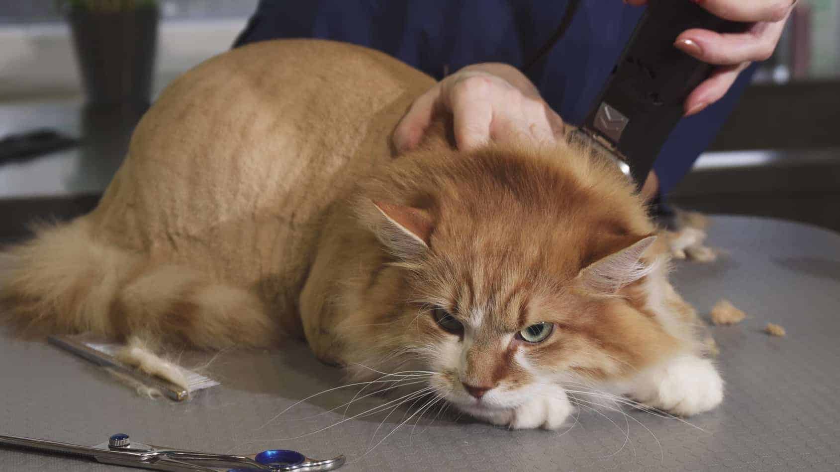 best electric shaver for cats
