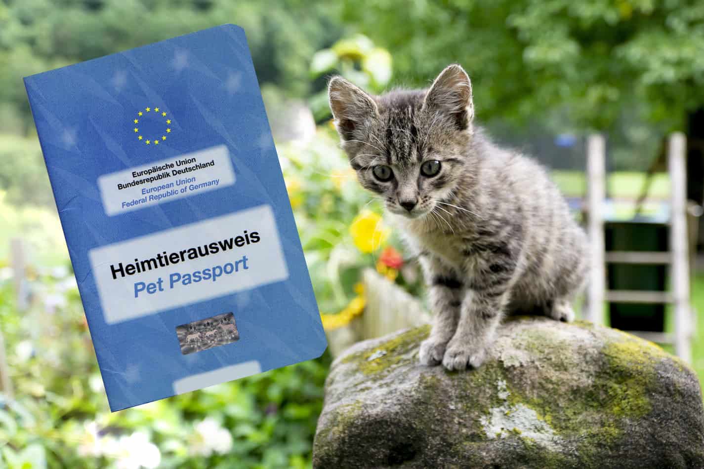 does my cat need a passport to travel