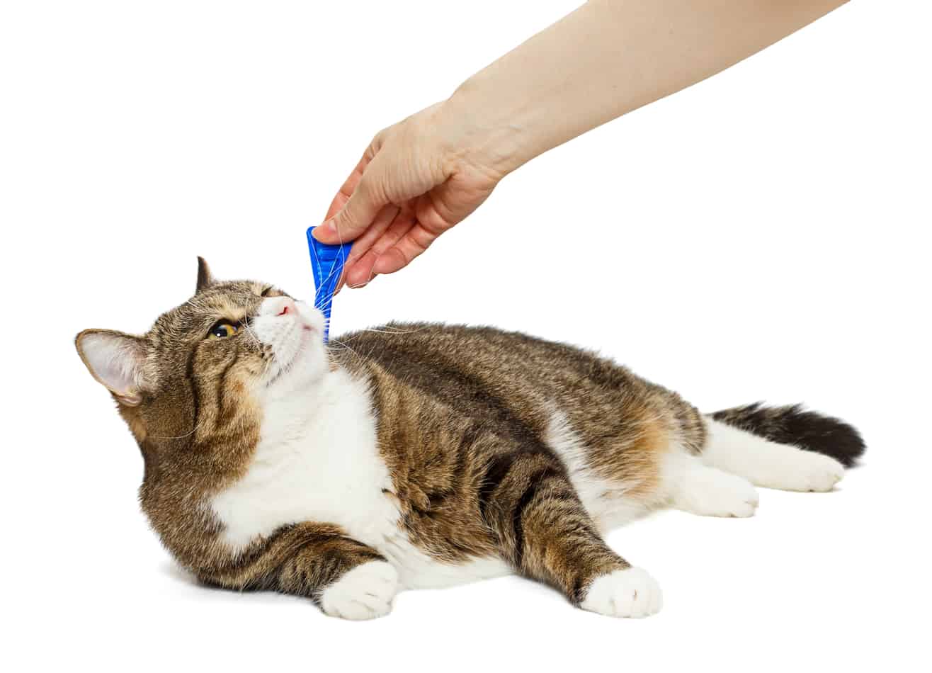 flea collars vs drops for cats