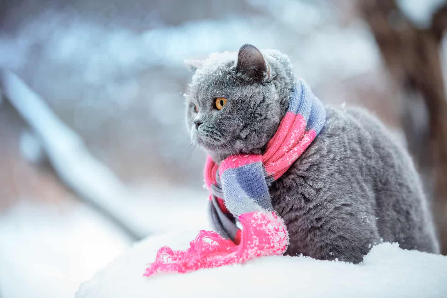 how much cold can cats tolerate