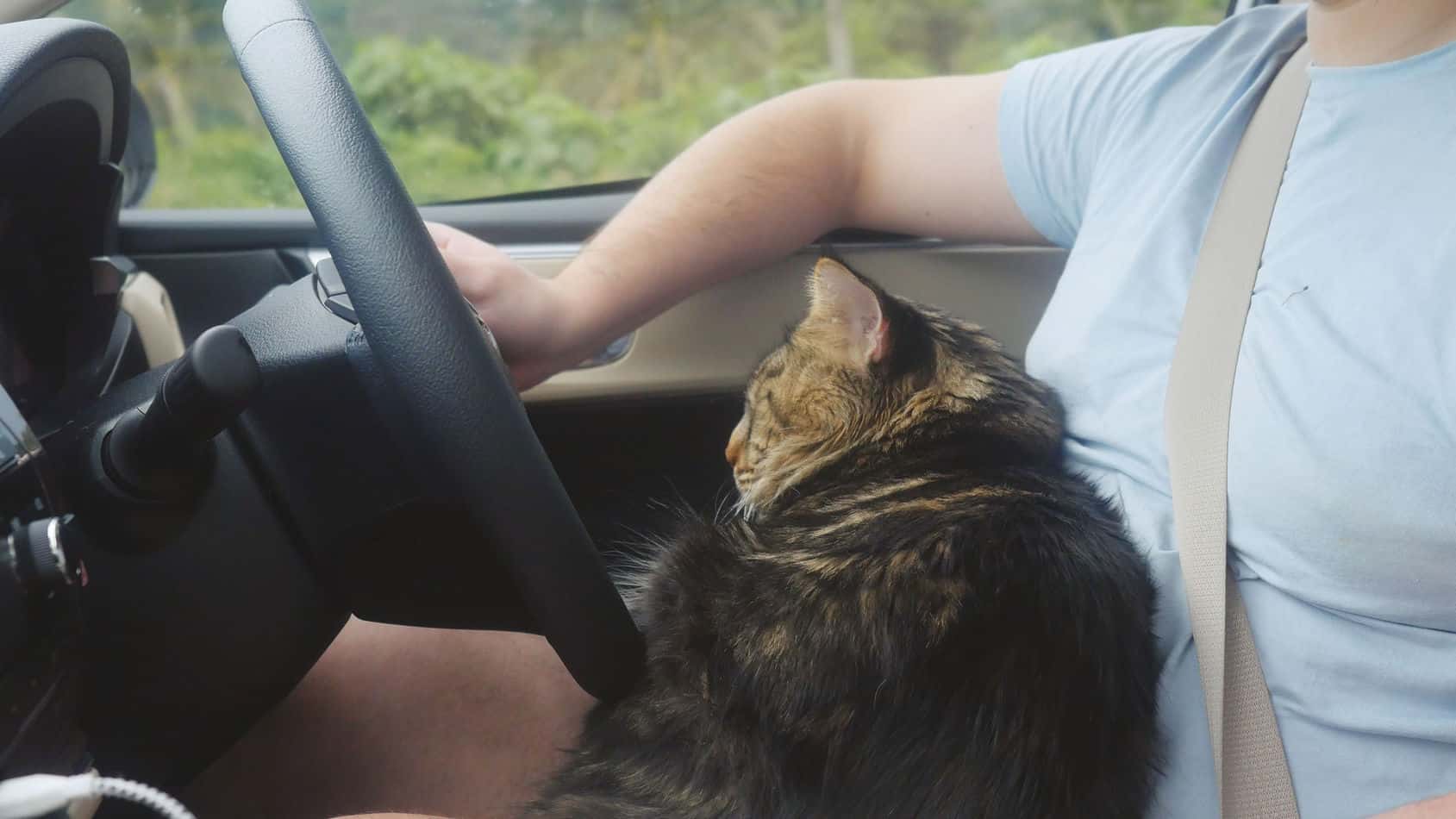 how to calm your cat down in the car