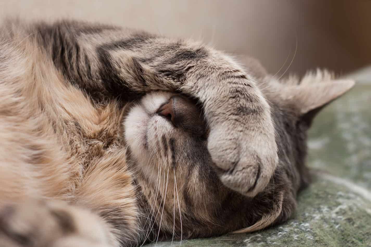 how to sedate a cat for travel