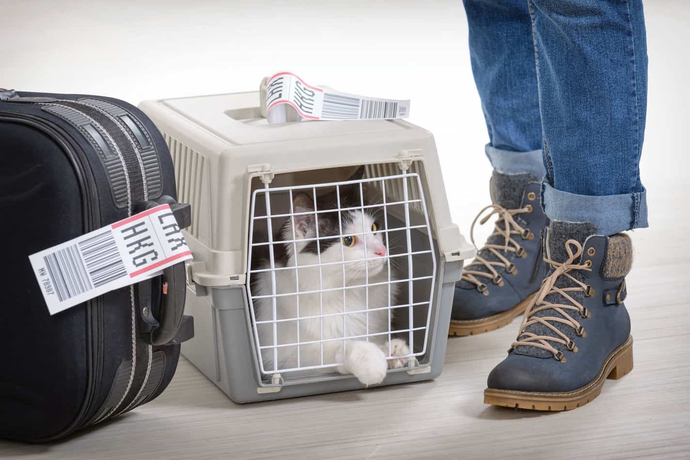 how to travel with a cat on a plane