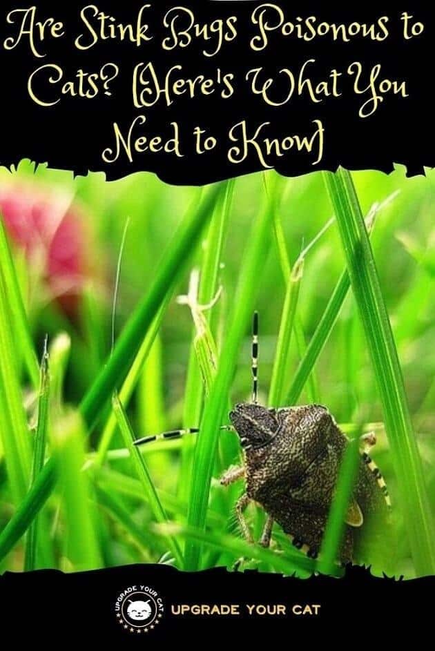 Are Stink Bugs Poisonous to Cats or Dangerous