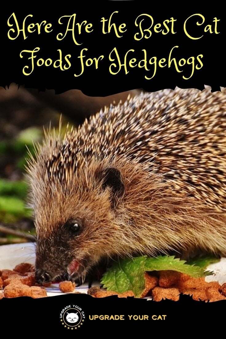 Best Wet Cat Food for Hedgehogs