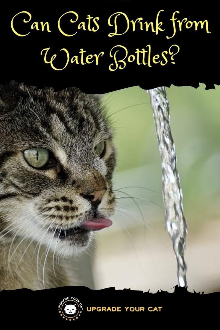 Can Cats Drink from Water Bottles