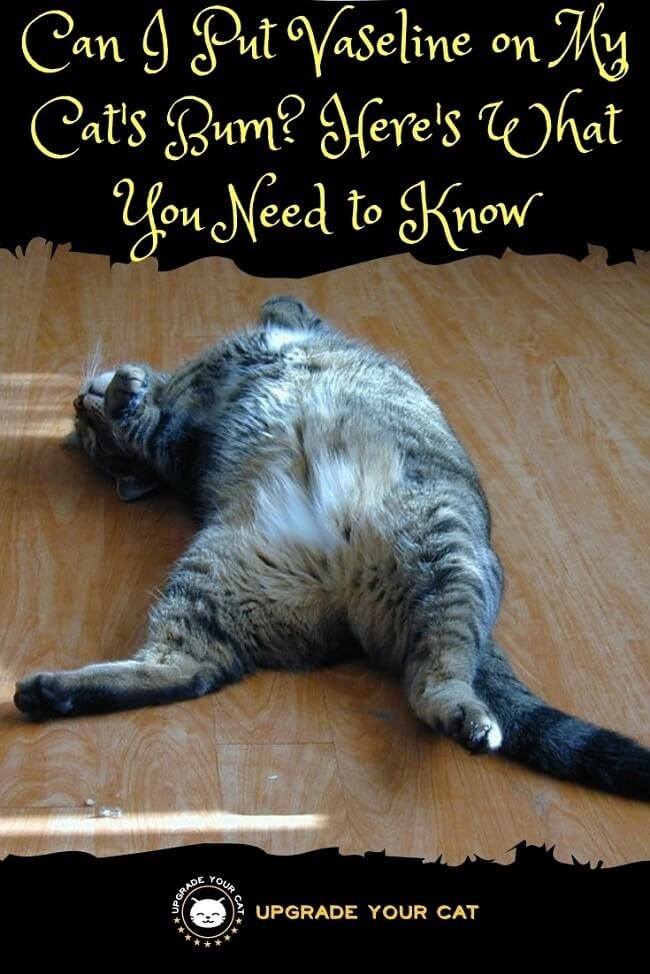 Can I Put Vaseline On My Cat Bum
