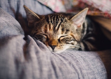 Care Tips for Looking After an Incision Lump After a Cat Spay