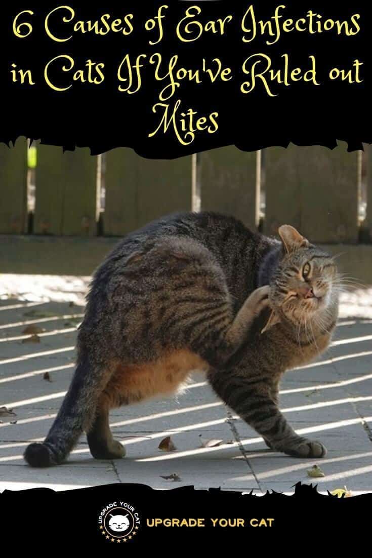 Cat Keeps Shaking Head but No Mites