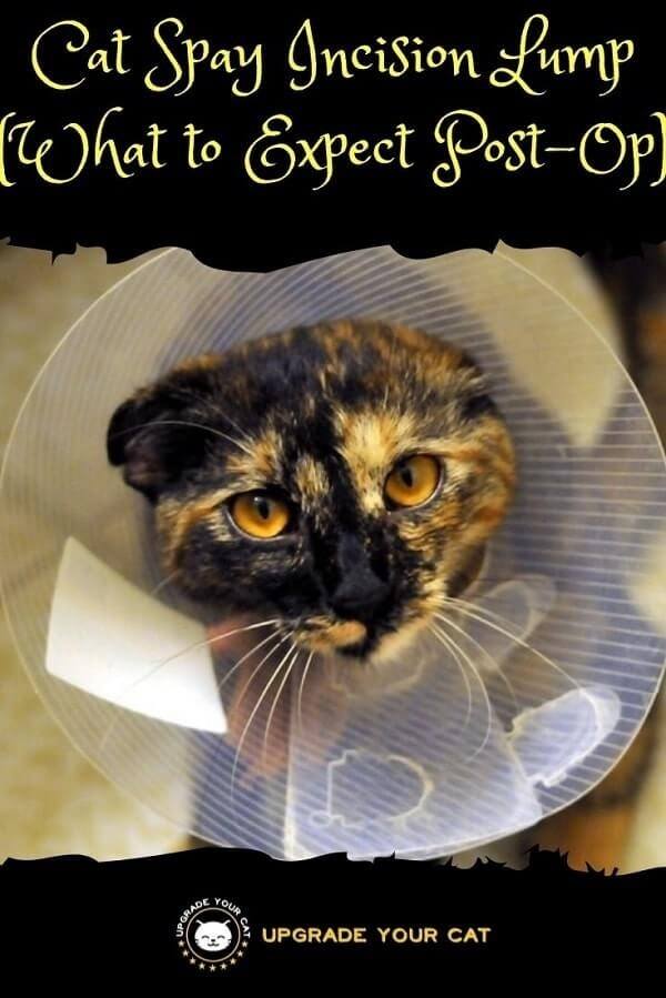 Cat Spay Incision Lump (What to Expect Post-Op)