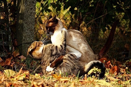 Cat fighting injury the cause of an ear infection