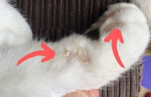 Cutaneous Horn Removal - What Are the Options