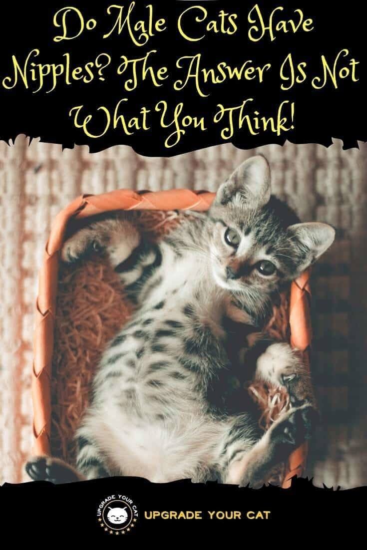 Do Male Cats Have Nipples