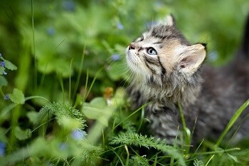 Do Stink Bugs Bite Cats