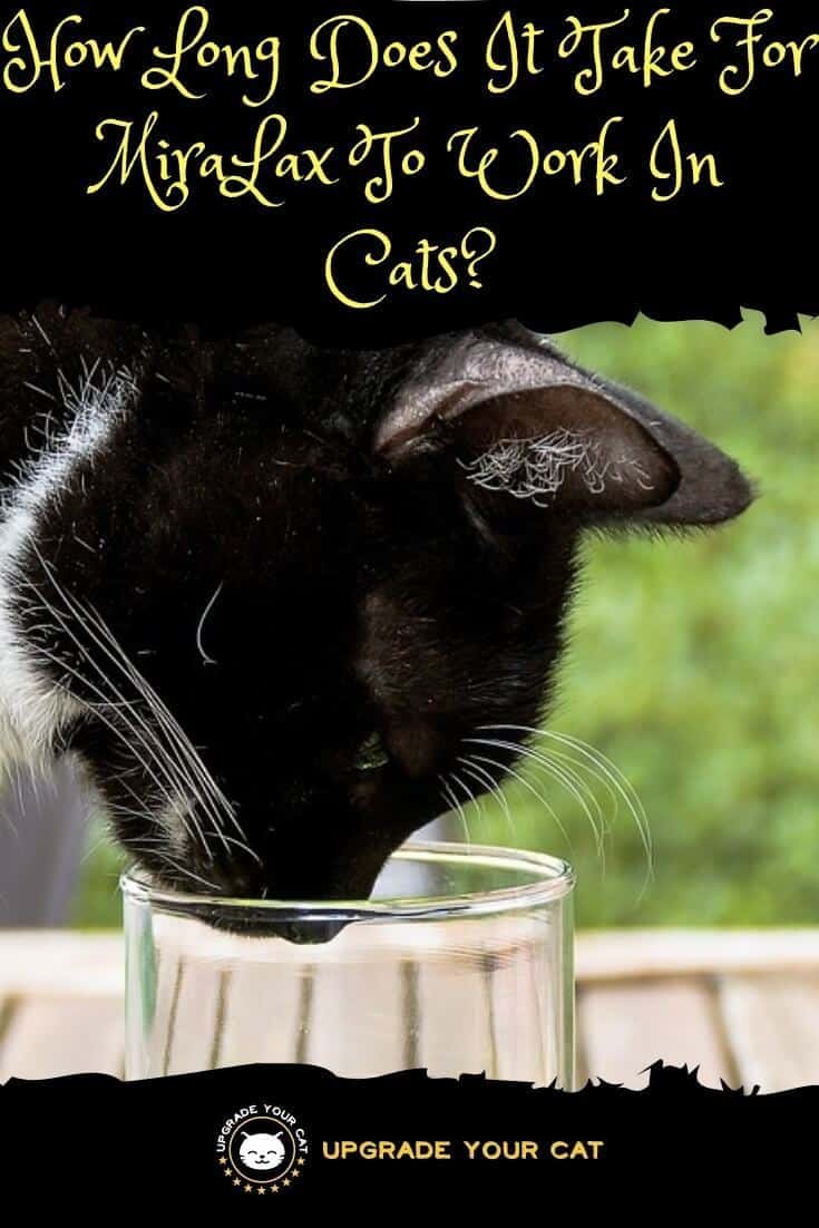 How Long Does It Take For MiraLax To Work In Cats
