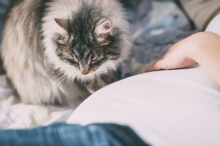 How Long Does It Take for Flea Medicine to Dry Around the Home