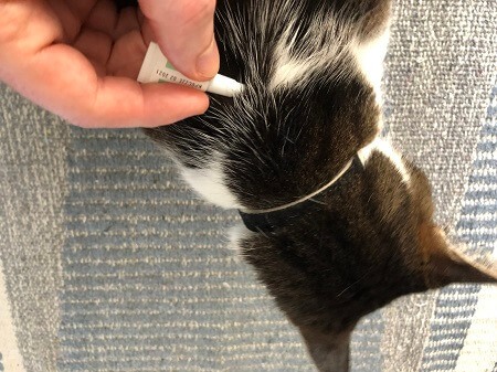 How Long Does It Take for Flea Medicine to Dry on Cats