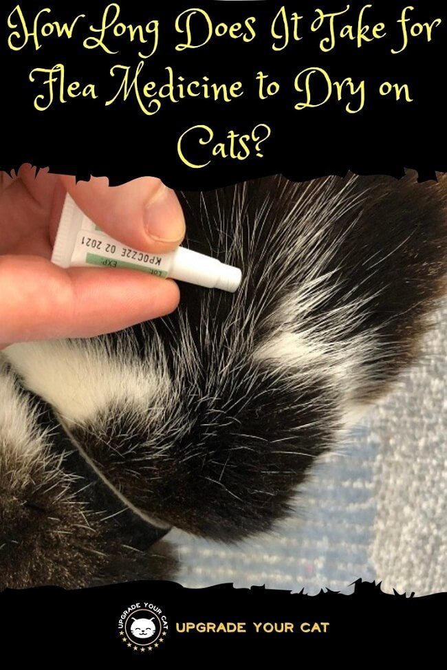 How Long Does It Take for Flea Medicine to Dry