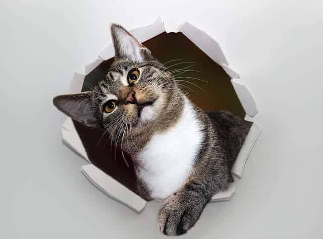 How to Get a Cat out of an Air Duct