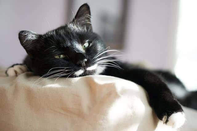 How to Stop Your Cat Sleeping Under Your Bed